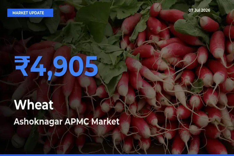 Ashoknagar APMC Tops Wheat Mandi Rates Today