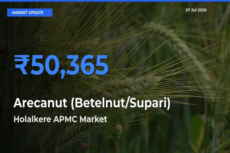 Holalkere APMC Tops Arecanut (Betelnut/Supari) Mandi Rates Today