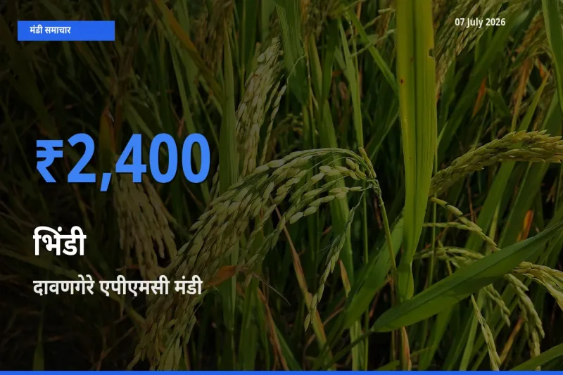 आज भिंडी के सबसे ज़्यादा दाम दावणगेरे एपीएमसी मंडी में दर्ज