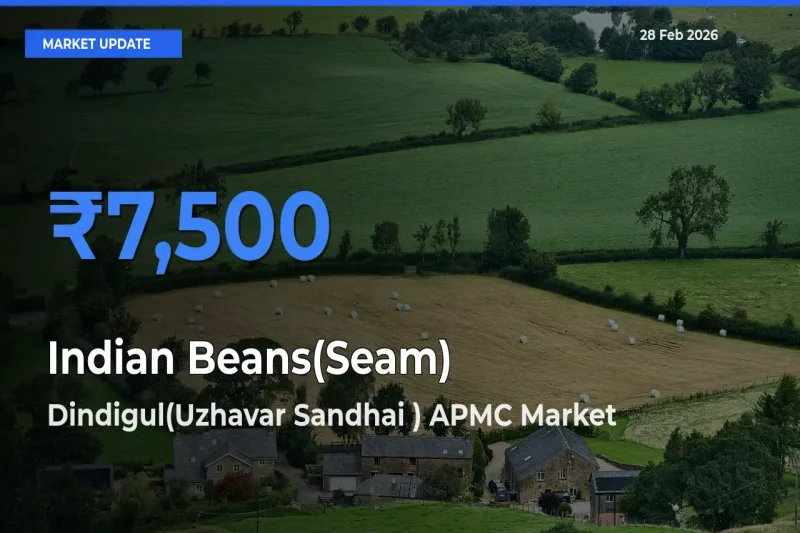 Dindigul(Uzhavar Sandhai ) APMC Tops Indian Beans(Seam) Rates – February 28 Market Update