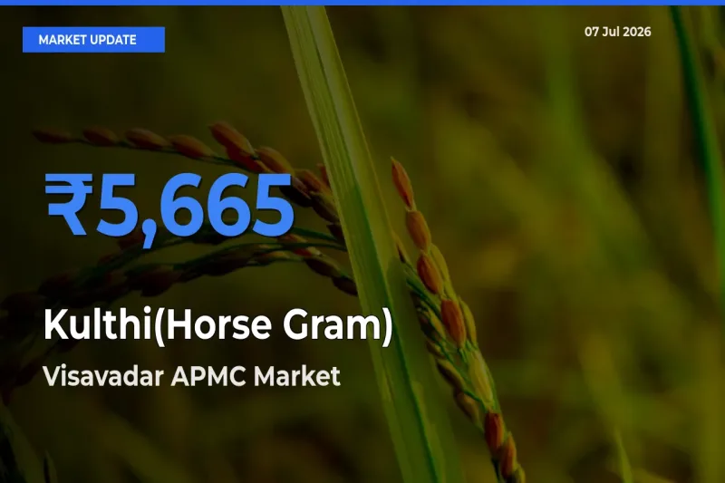 Kulthi(Horse Gram) Mandi Rate Today: Visavadar APMC Tops the List