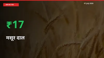 मसूर दाल के दाम प्रमुख मंडी में 16.95% बढ़े, 24 घंटे में बड़ा बदलाव