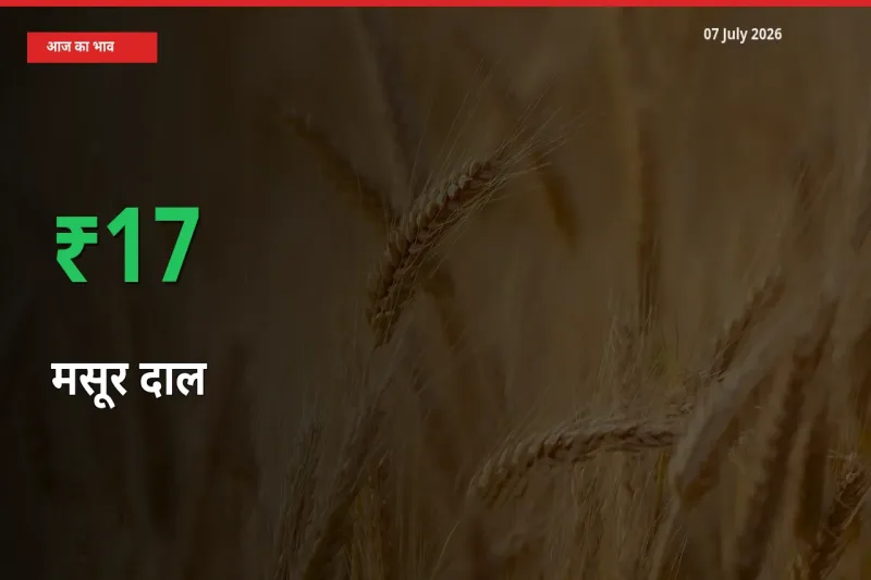 मसूर दाल के दाम प्रमुख मंडी में 16.95% बढ़े, 24 घंटे में बड़ा बदलाव