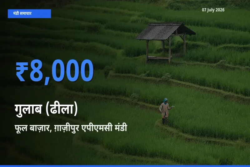 फूल बाज़ार, ग़ाज़ीपुर एपीएमसी मंडी में आज गुलाब (ढीला) के सबसे ऊँचे दाम दर्ज