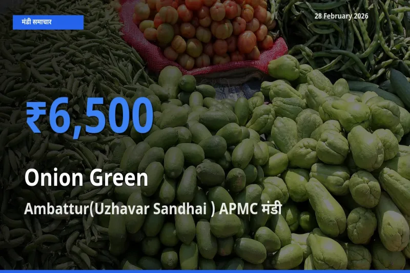 आज Onion Green के सबसे ज़्यादा दाम Ambattur(Uzhavar Sandhai ) APMC मंडी में दर्ज
