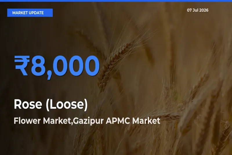 Market Watch: Flower Market,Gazipur APMC Becomes Top Mandi for Rose (Loose)