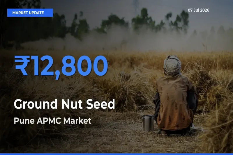 Farmers Prefer Pune APMC as Ground Nut Seed Hits Highest Rate