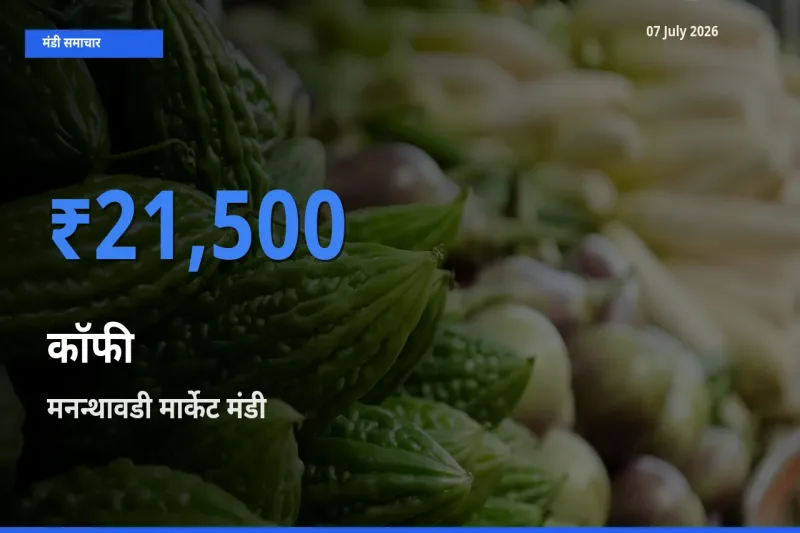आज कॉफी के सबसे ज़्यादा दाम मनन्थावडी मार्केट मंडी में दर्ज