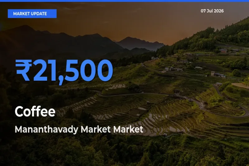 Mananthavady Market Leads as Top Mandi for Coffee Prices