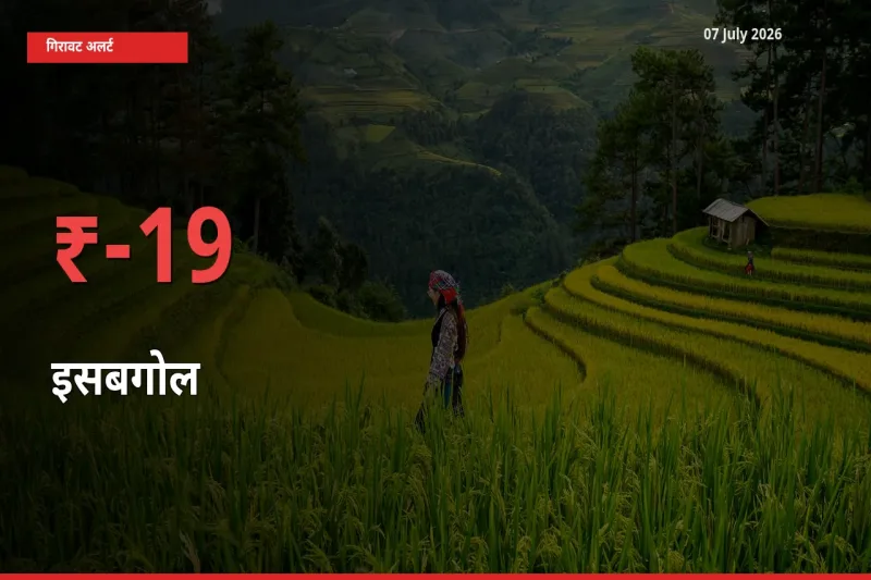 इसबगोल के दाम प्रमुख मंडी में 18.64% गिरे, 24 घंटे में बड़ा बदलाव