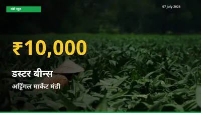 रिकॉर्ड तेज़ी! अट्टिंगल मार्केट में डस्टर बीन्स ₹10,000 पर पहुँचा