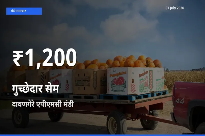 गुच्छेदार सेम के दामों में गिरावट, दावणगेरे एपीएमसी में 30 दिन का न्यूनतम भाव