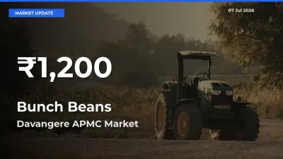 Why Bunch Beans Prices Slumped in Davangere APMC – 30-Day Low Today