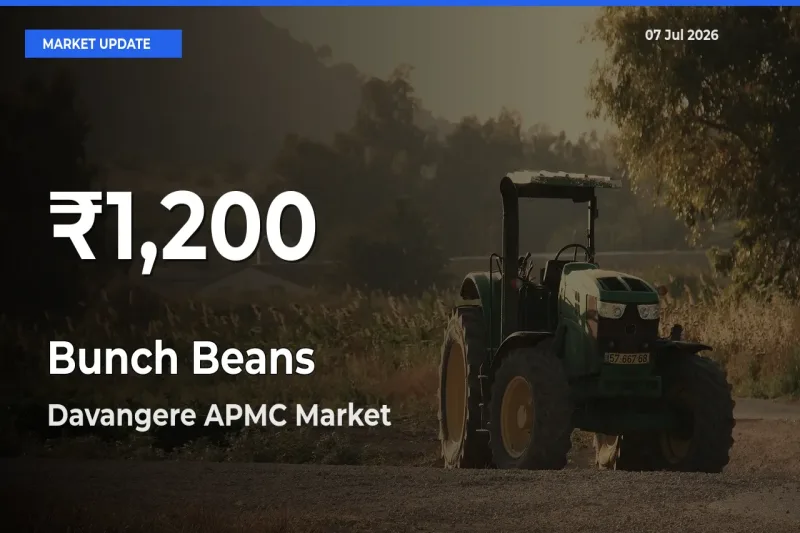 Why Bunch Beans Prices Slumped in Davangere APMC – 30-Day Low Today