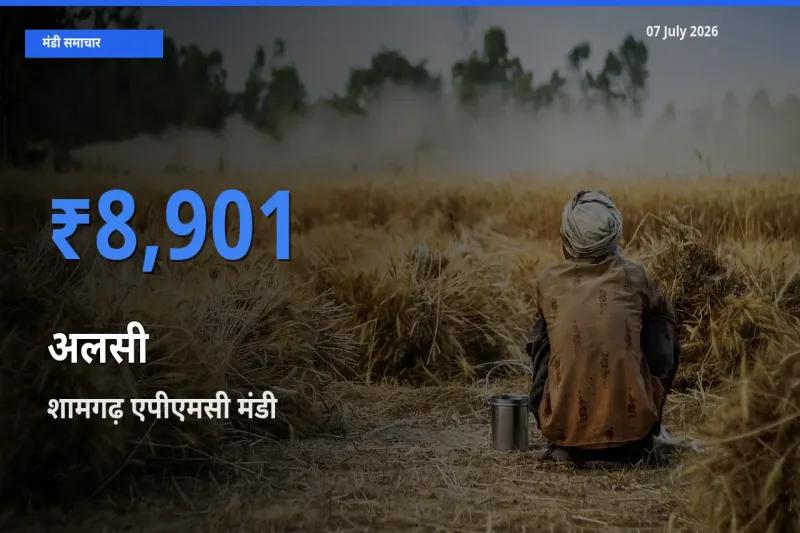 07 July अपडेट: अलसी के सबसे ऊँचे दाम शामगढ़ एपीएमसी मंडी में