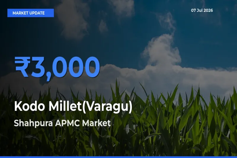 Top Performer! Shahpura APMC Offers Best Kodo Millet(Varagu) Price Today