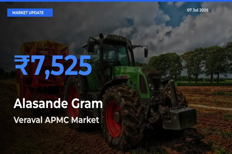 Alasande Gram Mandi Rate Today: Veraval APMC Tops the List