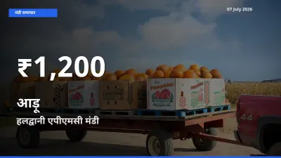 किसानों के लिए चिंता का विषय? आड़ू के दाम हलद्वानी एपीएमसी में 30 दिन के न्यूनतम स्तर पर