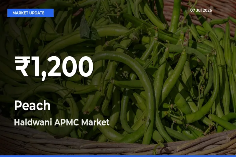 Big Drop! Peach Slides to 30-Day Low at Haldwani APMC