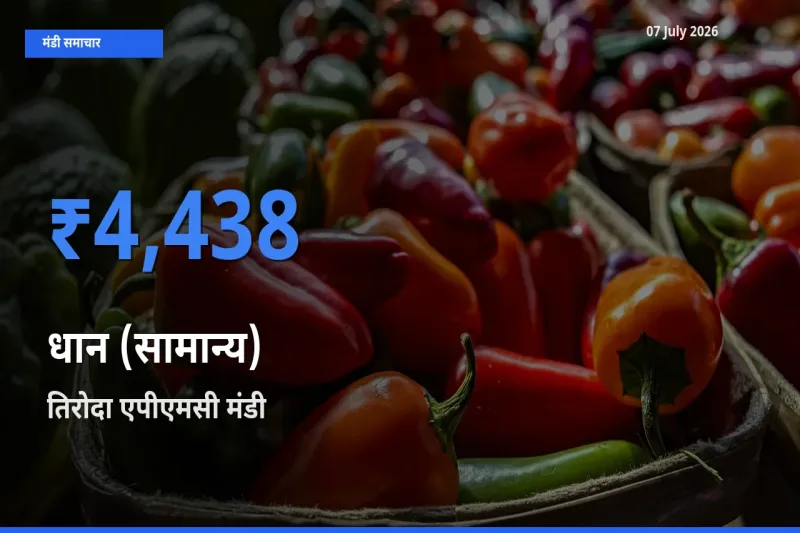 07 July अपडेट: धान (सामान्य) के सबसे ऊँचे दाम तिरोदा एपीएमसी मंडी में