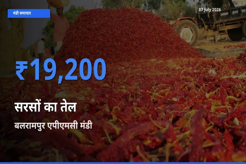 बाज़ार संकेत: बलरामपुर एपीएमसी बना सरसों का तेल के लिए आज की टॉप मंडी