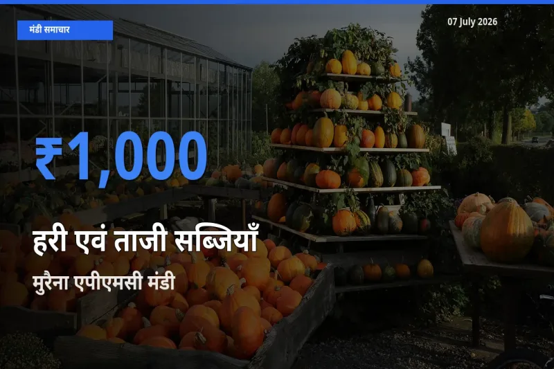टॉप मंडी बना मुरैना एपीएमसी! हरी एवं ताजी सब्जियाँ के सबसे ऊँचे दाम यहीं दर्ज