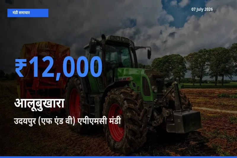 आज आलूबुखारा के सबसे ज़्यादा दाम उदयपुर (एफ एंड वी) एपीएमसी मंडी में दर्ज
