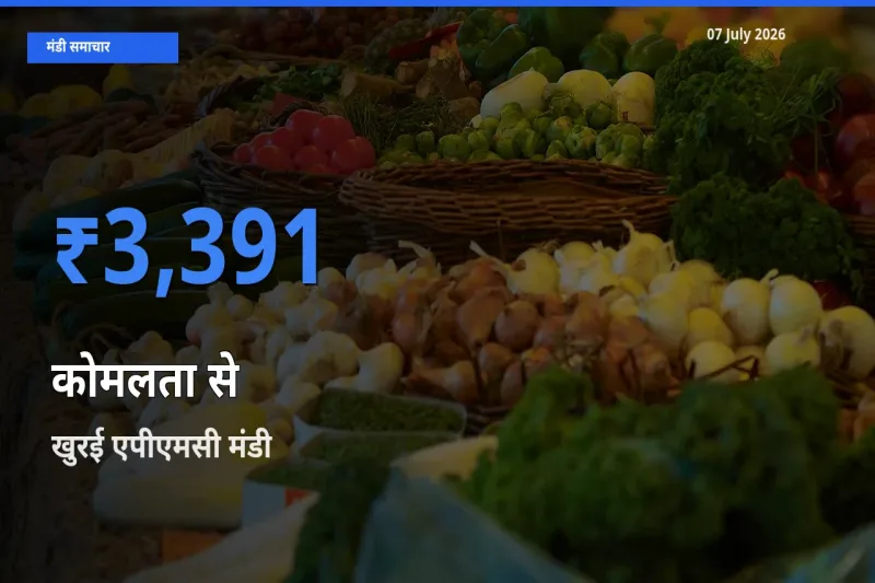 आज का मंडी भाव: कोमलता से के सबसे ज़्यादा दाम खुरई एपीएमसी में