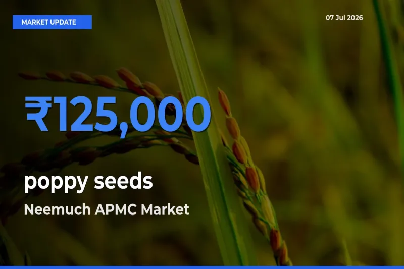 Top Performer! Neemuch APMC Offers Best poppy seeds Price Today