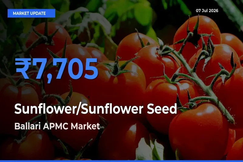 Sunflower/Sunflower Seed Mandi Rate Today: Ballari APMC Tops the List