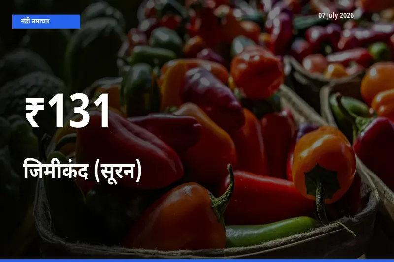 कई मंडियों में जिमीकंद (सूरन) के भाव बदले – बाज़ार में बड़ा संकेत