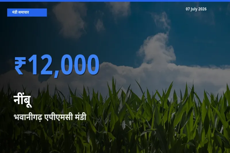 किसानों की पसंद बना भवानीगढ़ एपीएमसी, नींबू के सबसे अच्छे दाम