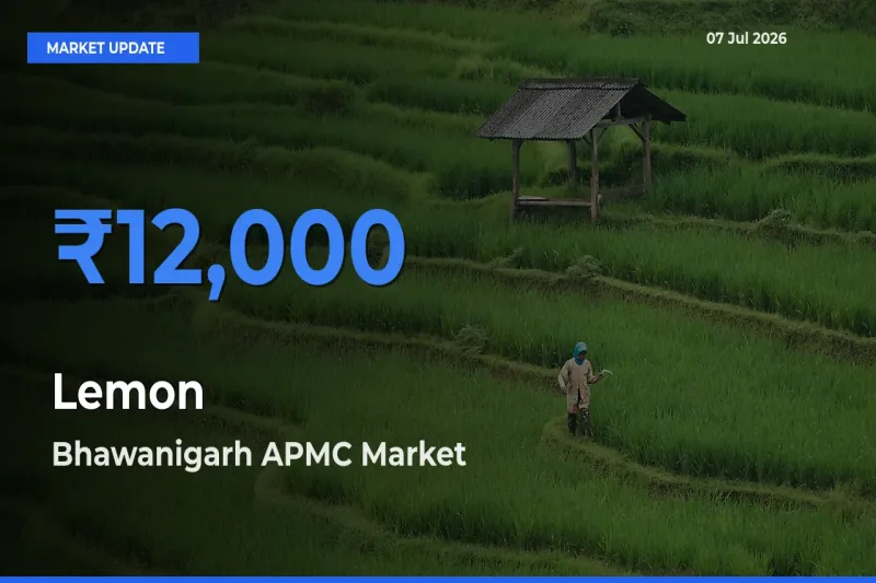 Farmers Prefer Bhawanigarh APMC as Lemon Hits Highest Rate