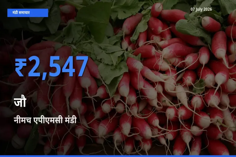 टॉप मंडी बना नीमच एपीएमसी! जौ के सबसे ऊँचे दाम यहीं दर्ज
