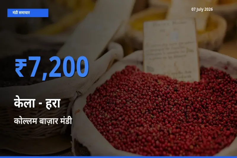कोल्लम बाज़ार मंडी में आज केला - हरा के सबसे ऊँचे दाम दर्ज