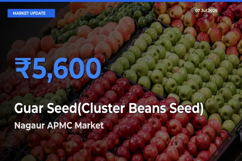 Nagaur APMC Records Highest ₹5,600 Rate for Guar Seed(Cluster Beans Seed)