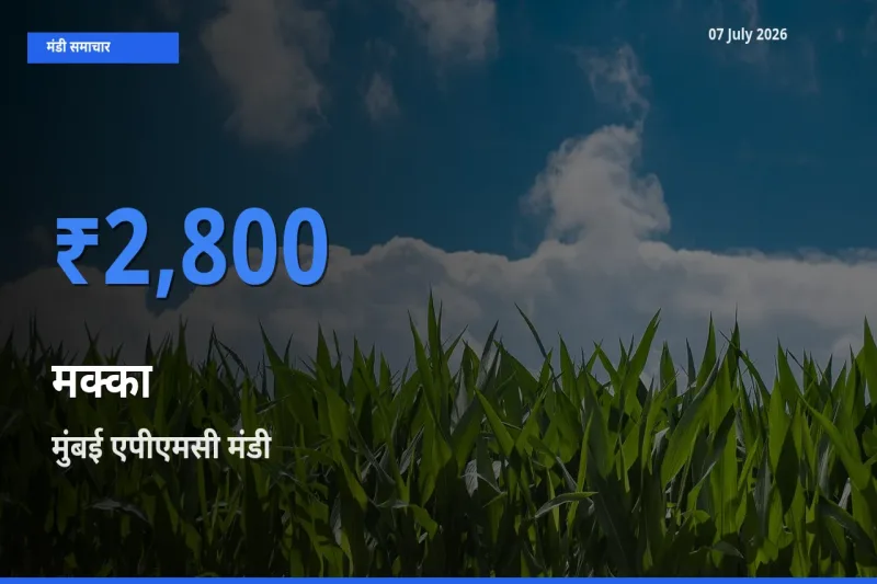 आज का मंडी भाव: मक्का के सबसे ज़्यादा दाम मुंबई एपीएमसी में