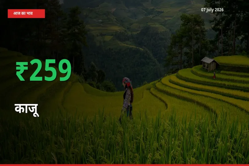 किसानों के लिए खुशखबरी! स्थानीय मंडी में काजू 259.17% उछला