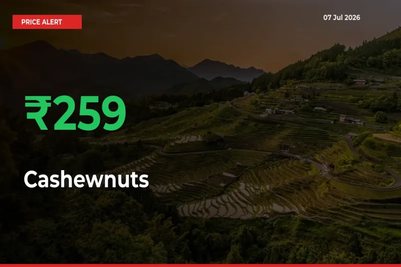 Farmers Cheer as Cashewnuts Prices Surge 259.17% in Local Mandis