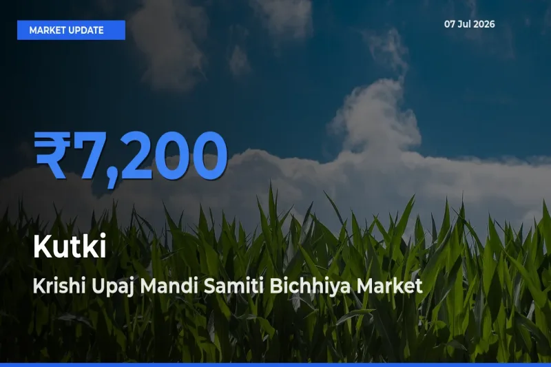 Farmers Prefer Krishi Upaj Mandi Samiti Bichhiya as Kutki Hits Highest Rate