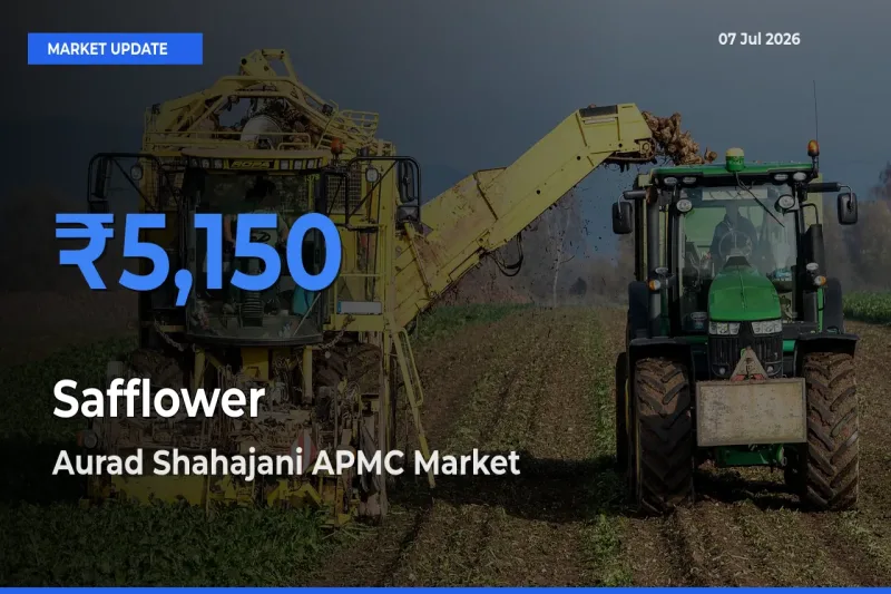 Farmers Prefer Aurad Shahajani APMC as Safflower Hits Highest Rate