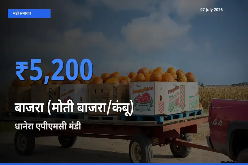 धानेरा एपीएमसी मंडी में बाजरा (मोती बाजरा/कंबू) ₹5,200 पर पहुँचा – आज का सर्वोच्च भाव
