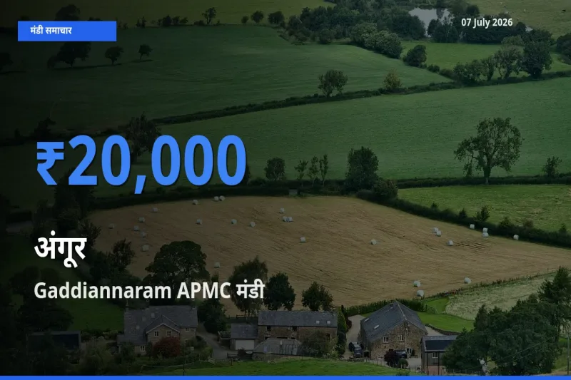बाज़ार संकेत: Gaddiannaram APMC बना अंगूर के लिए आज की टॉप मंडी