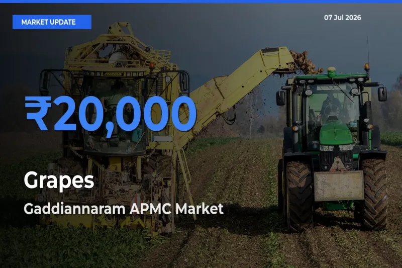 Gaddiannaram APMC Offers ₹20,000 – Highest Grapes Rate Today
