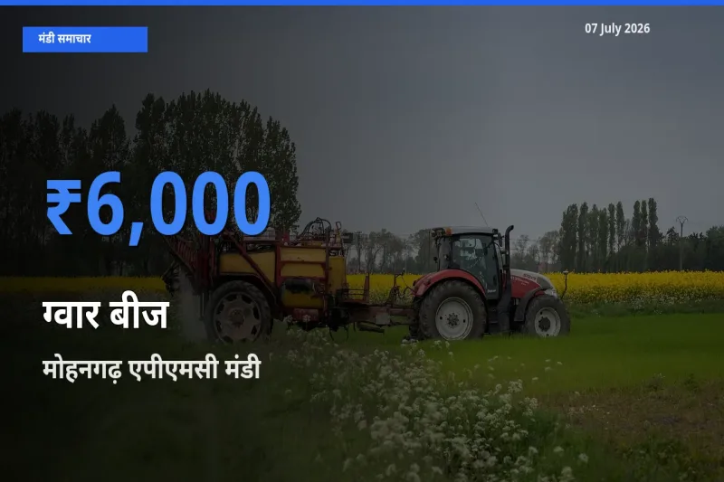 आज का मंडी भाव: ग्वार बीज के सबसे ज़्यादा दाम मोहनगढ़ एपीएमसी में