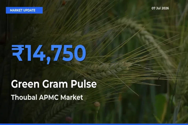 Thoubal APMC Records Highest ₹14,750 Rate for Green Gram Pulse