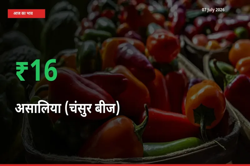 स्थानीय मंडी में असालिया (चंसुर बीज) के दाम अचानक 16.05% उछले, किसान सतर्क