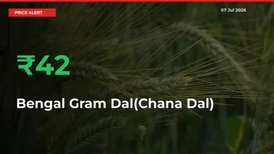41.8% Spike in Bengal Gram Dal(Chana Dal) Prices – Mandi Sees Sudden Rally