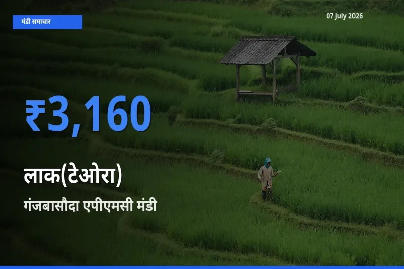 आज का मंडी भाव: लाक(टेओरा) के सबसे ज़्यादा दाम गंजबासौदा एपीएमसी में