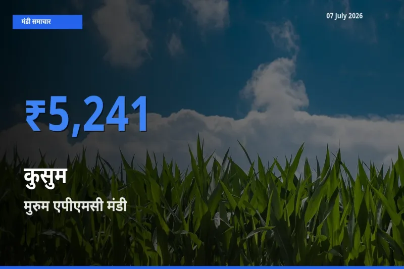 टॉप मंडी बना मुरुम एपीएमसी! कुसुम के सबसे ऊँचे दाम यहीं दर्ज